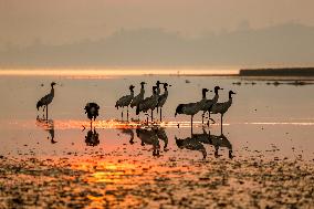 Caohai National Nature Reserve Black-necked Cranes