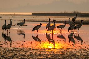 Caohai National Nature Reserve Black-necked Cranes