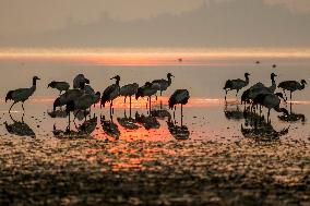 Caohai National Nature Reserve Black-necked Cranes