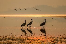 Caohai National Nature Reserve Black-necked Cranes