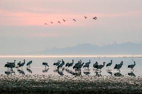 Caohai National Nature Reserve Black-necked Cranes