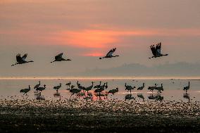 Caohai National Nature Reserve Black-necked Cranes