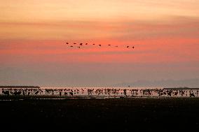 Caohai National Nature Reserve Black-necked Cranes