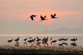 Caohai National Nature Reserve Black-necked Cranes