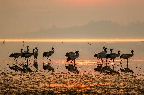 Caohai National Nature Reserve Black-necked Cranes