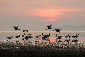 Caohai National Nature Reserve Black-necked Cranes