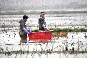 Lotus Roots Harvest