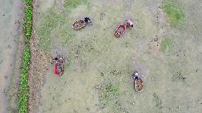 Lotus Roots Harvest