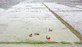 Lotus Roots Harvest