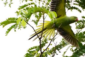 Parrot Perch On Tree - India