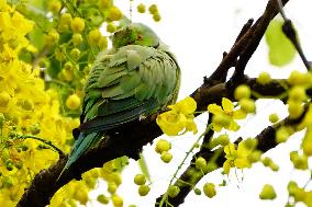 Parrot Perch On Tree - India