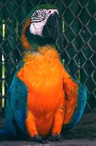 Parrot At National Zoological Park - New Delhi