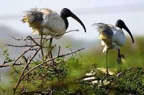 Black-Headed Ibis Sits On A top Of a Tree - India