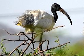 Black-Headed Ibis Sits On A top Of a Tree - India