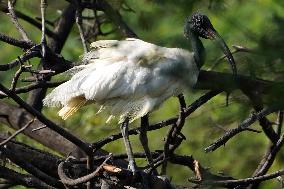 Black-Headed Ibis Sits On A top Of a Tree - India