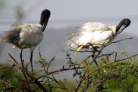 Black-Headed Ibis Sits On A top Of a Tree - India