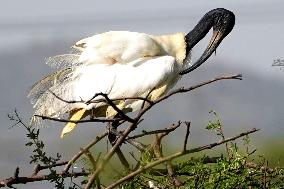 Black-Headed Ibis Sits On A top Of a Tree - India