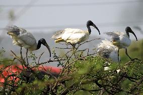 Black-Headed Ibis Sits On A top Of a Tree - India