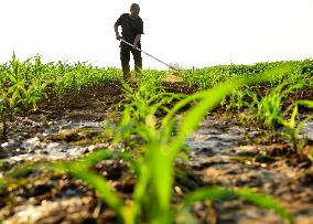 China Agriculture Farmer