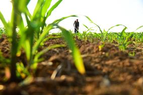 China Agriculture Farmer