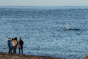 ARGENTINA-PUERTO MADRYN-ENVIRONMENT-WILDLIFE