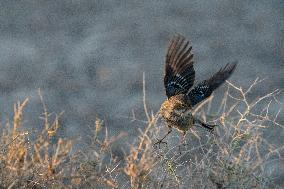 ARGENTINA-PUERTO MADRYN-ENVIRONMENT-WILDLIFE