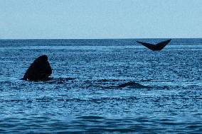 ARGENTINA-PUERTO MADRYN-ENVIRONMENT-WILDLIFE