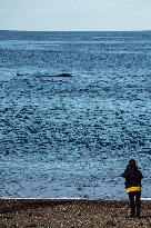 ARGENTINA-PUERTO MADRYN-ENVIRONMENT-WILDLIFE