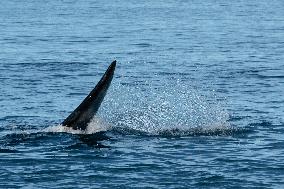 ARGENTINA-PUERTO MADRYN-ENVIRONMENT-WILDLIFE