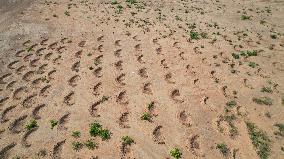 NIGERIA-KANO-CHINA-BACKED DESERTIFICATION CONTROL PROJECT