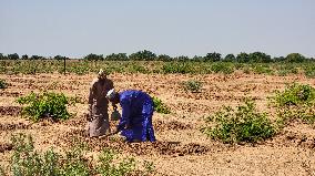 NIGERIA-KANO-CHINA-BACKED DESERTIFICATION CONTROL PROJECT
