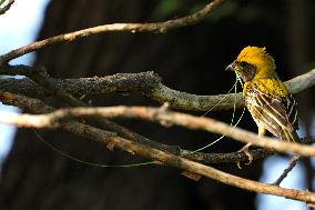 India Wildlife