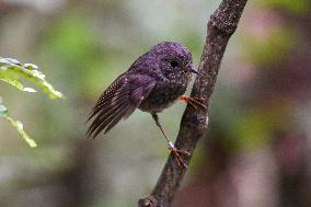 NEW ZEALAND-NORTH ISLAND ROBINS-MENU
