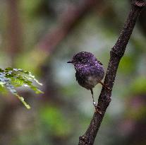 NEW ZEALAND-NORTH ISLAND ROBINS-MENU