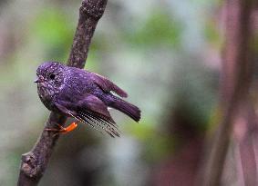 NEW ZEALAND-NORTH ISLAND ROBINS-MENU
