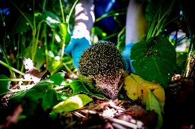 Hedgehog Shelter - Breda