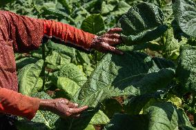 Tobacco Village During Dry Season In Sumedang