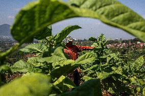 Tobacco Village During Dry Season In Sumedang