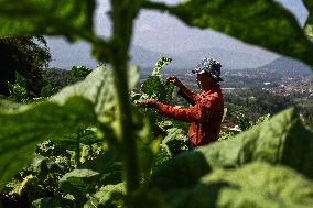 Tobacco Village During Dry Season In Sumedang