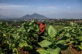 Tobacco Village During Dry Season In Sumedang