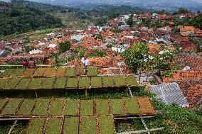 Tobacco Village During Dry Season In Sumedang