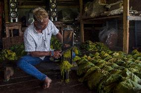 INDONESIA-SUMEDANG-DAILY LIFE-TOBACCO LEAVES