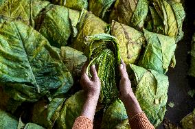 INDONESIA-SUMEDANG-DAILY LIFE-TOBACCO LEAVES