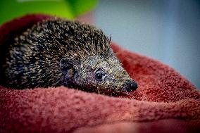 Hedgehog Shelter - Breda