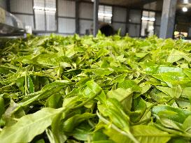 CHINA-YUNNAN-XISHUANGBANNA-TEA INDUSTRY (CN)