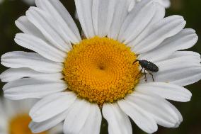 Black Vine Weevil