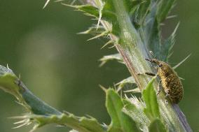 Canada Thistle Bud Weevils