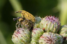 Canada Thistle Bud Weevils