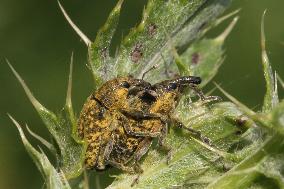 Canada Thistle Bud Weevils