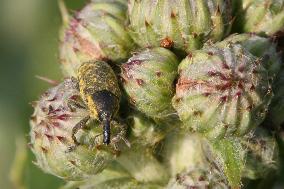 Canada Thistle Bud Weevils